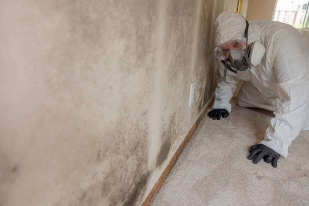 Why You Should Choose Our Mold Remediation Services in Chesterfield, MO